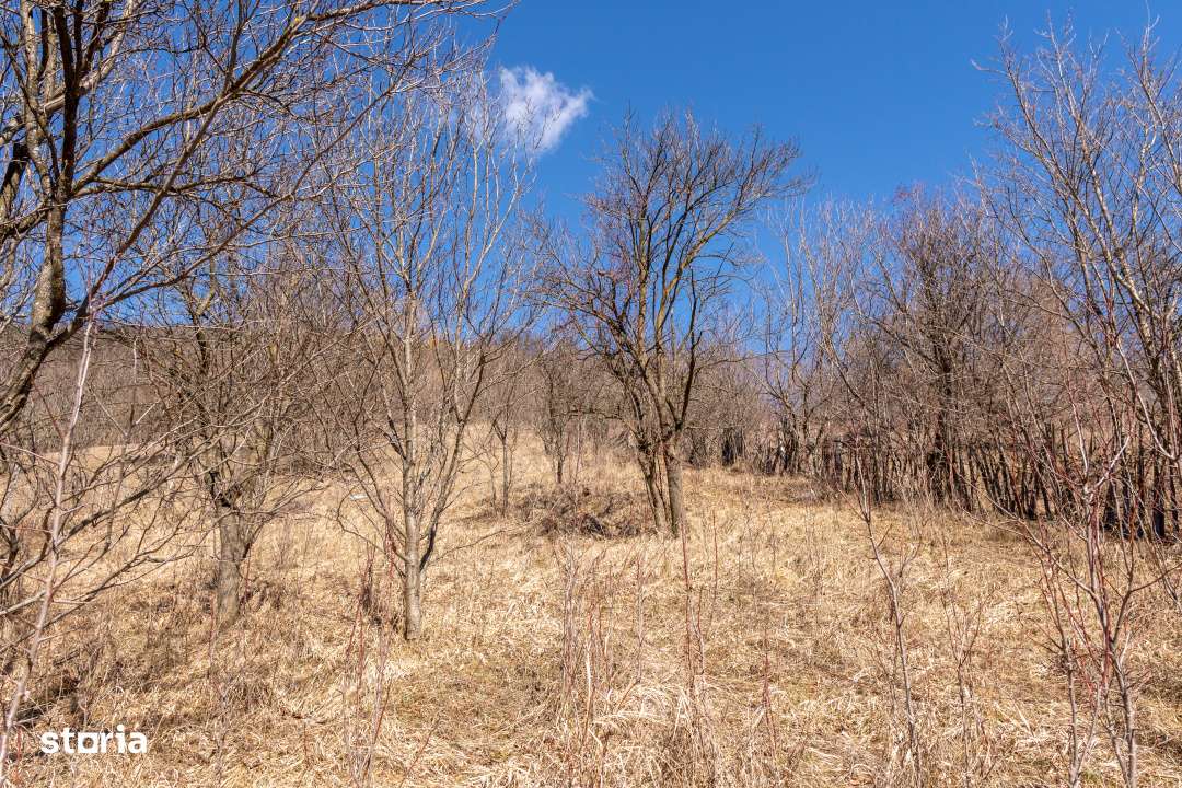 Ai plecat din Solont, dar terenul asta de 1737mp te cheama inapoi-9