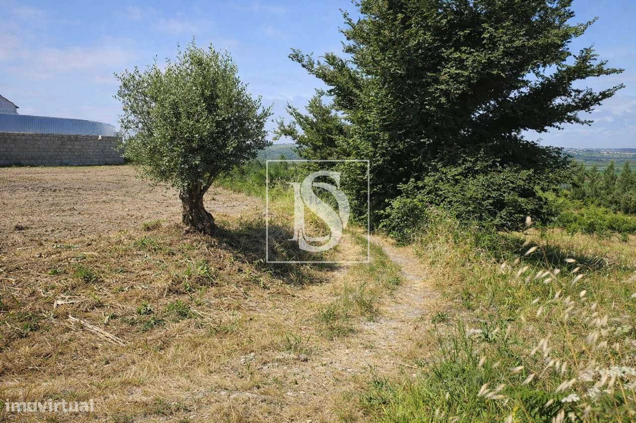 Terreno Para Construção  Venda em Alqueidão,Figueira da Foz-9