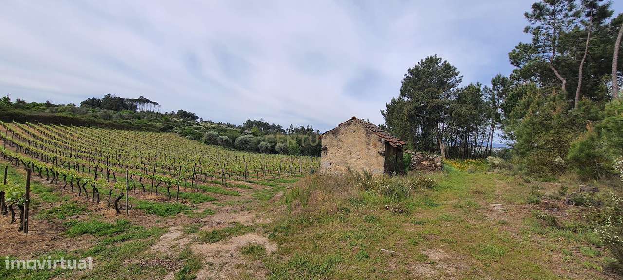 Terreno com área de 1 hectare e 200 metros - Grande imagem: 5/11