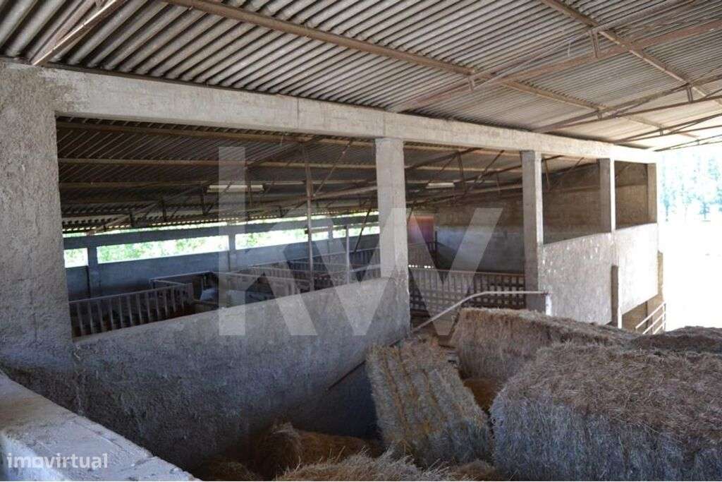 Herdade Agricola com  49ha e Moradia de Familia em Boidobra Covilha - Grande imagem: 3/60