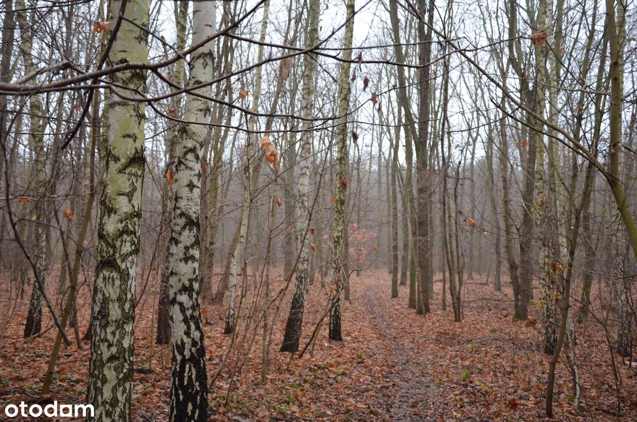 Sprzedam działkę 1795 m²- MPZP – Łomianki Dąbrowa - Pełny obrazek: 4/6