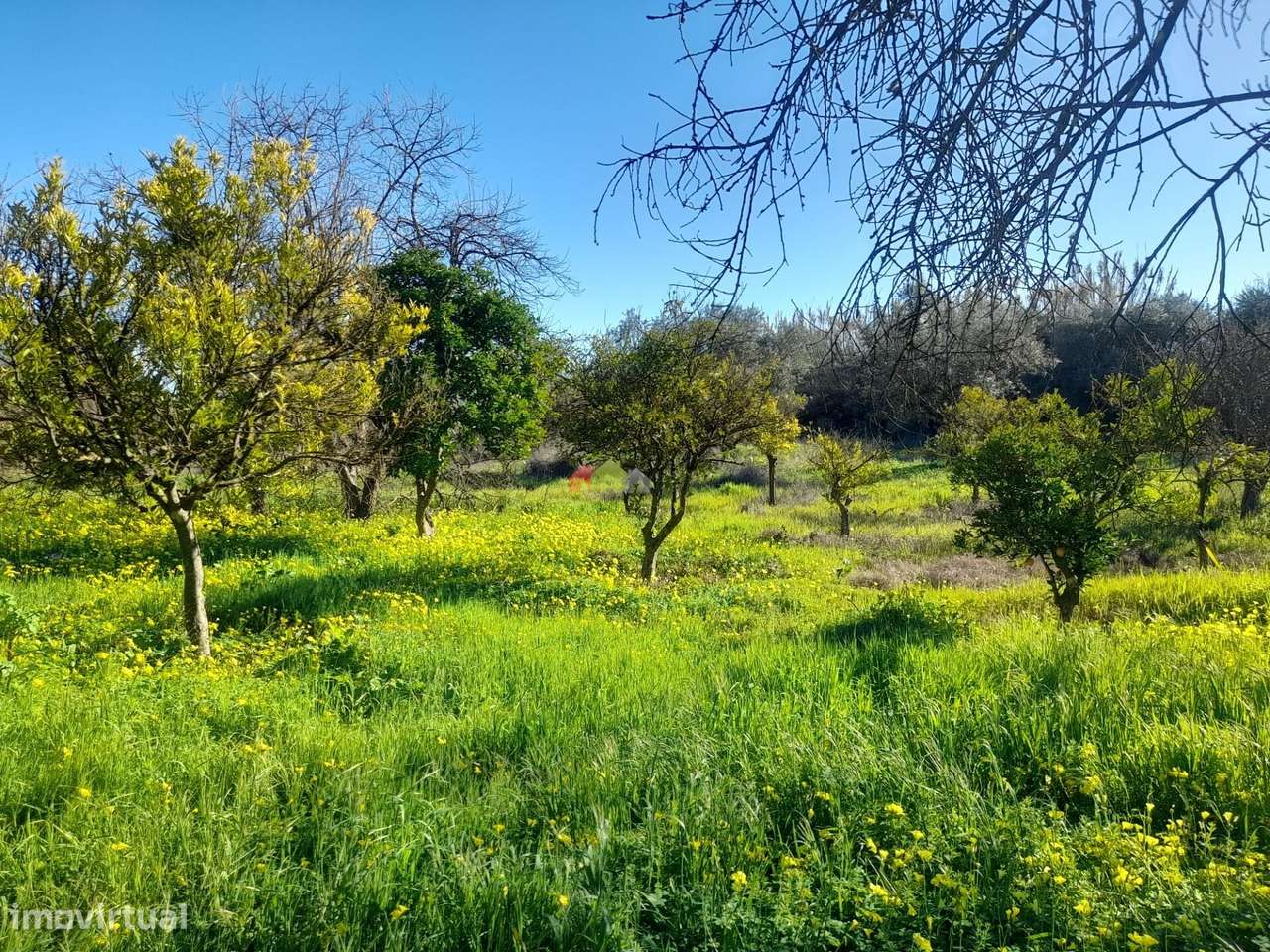 Qta Pedrogão com viabilidade de construção habitação-9