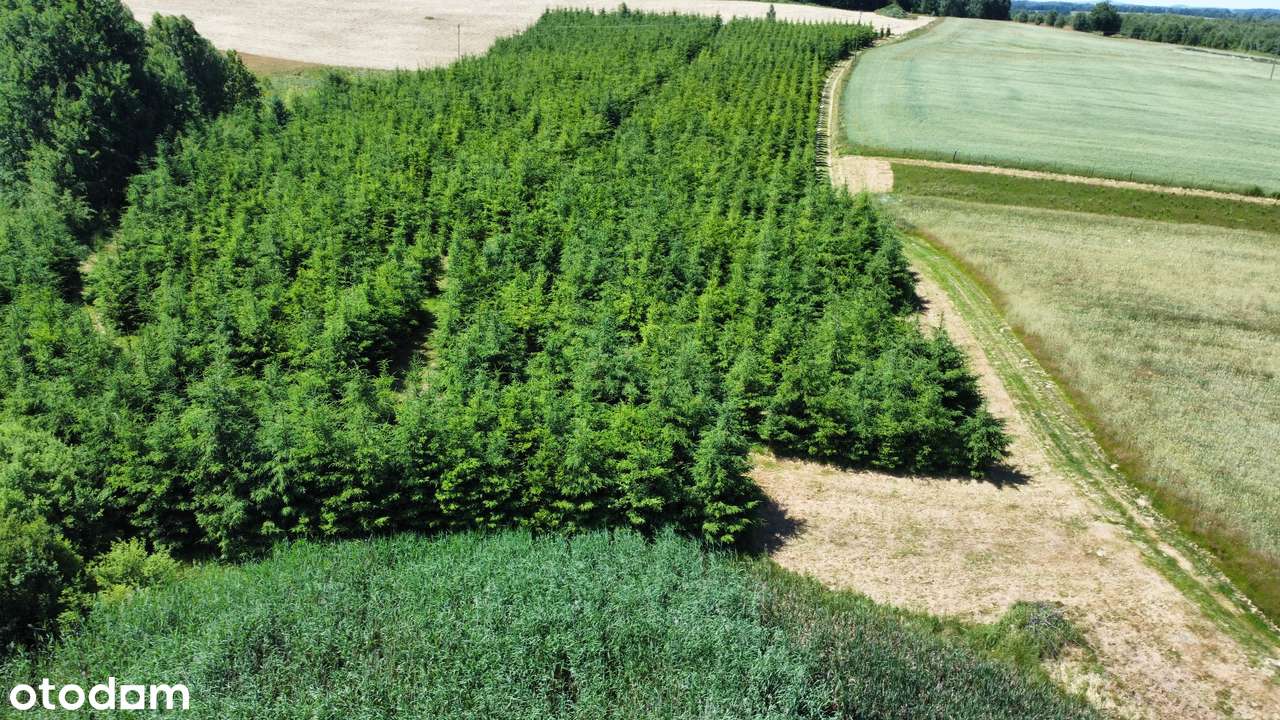 Działka, 61 800 m², Gryfów Śląski-13