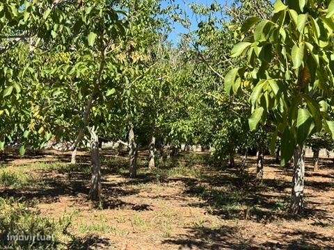 Terreno em zona Urbana com Cerca de 5.000 m² à Venda | Baixa de Pal...-20