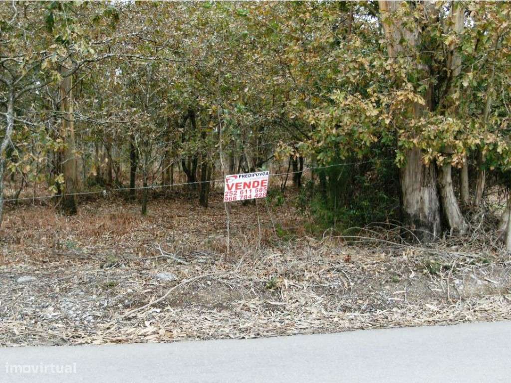 Bouça de Sejães - Grande imagem: 2/4