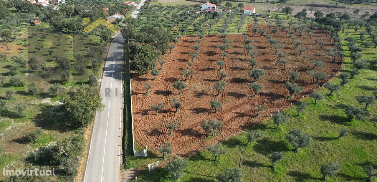 Terreno Rústico  Venda em Freixial e Juncal do Campo,Castelo Branco