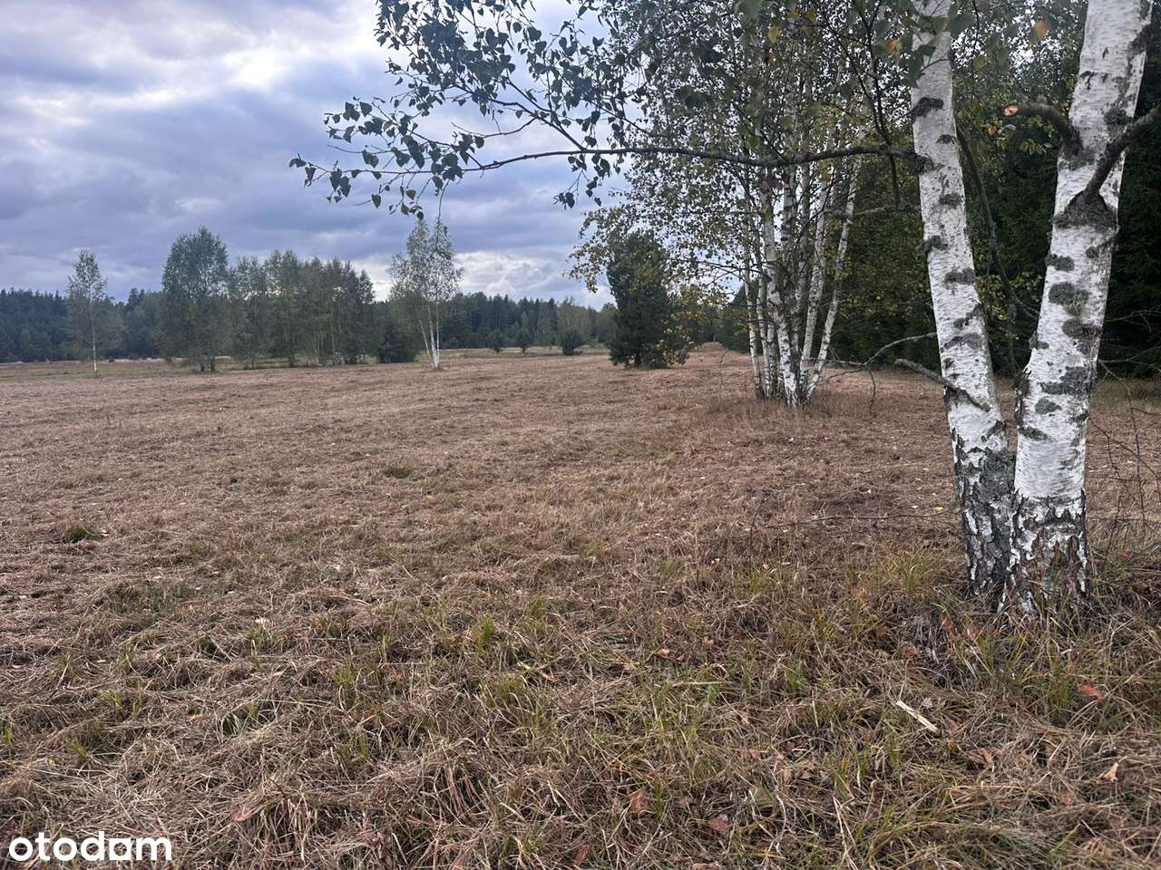 ELIASZUKI Dz o pow 4,4310 ha z własnym Puszczańskim Lasem BEZ SASIADÓW - Pełny obrazek: 5/20