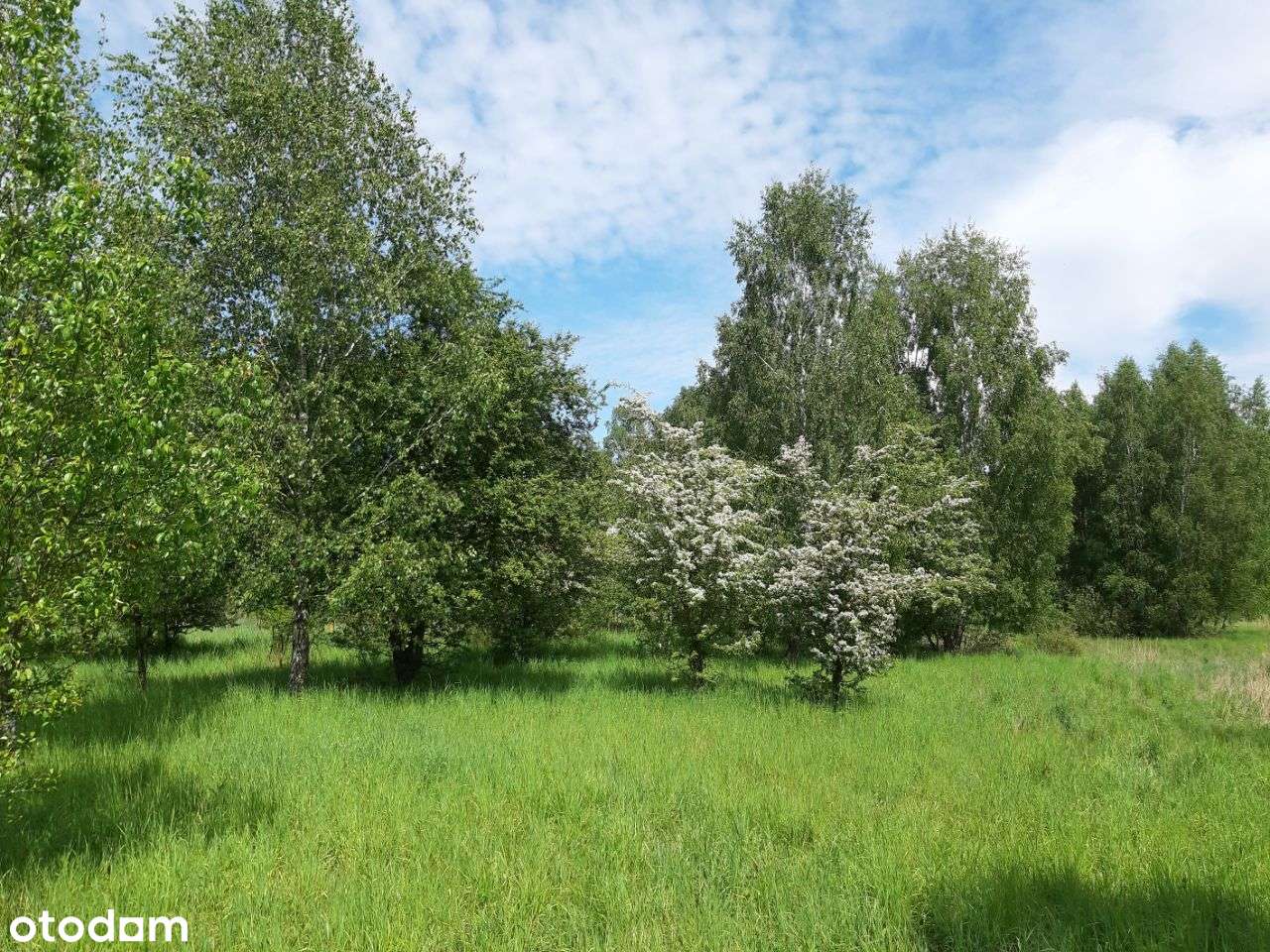 Piastowice, Wągrowiec, Mieścisko - Pełny obrazek: 5/14