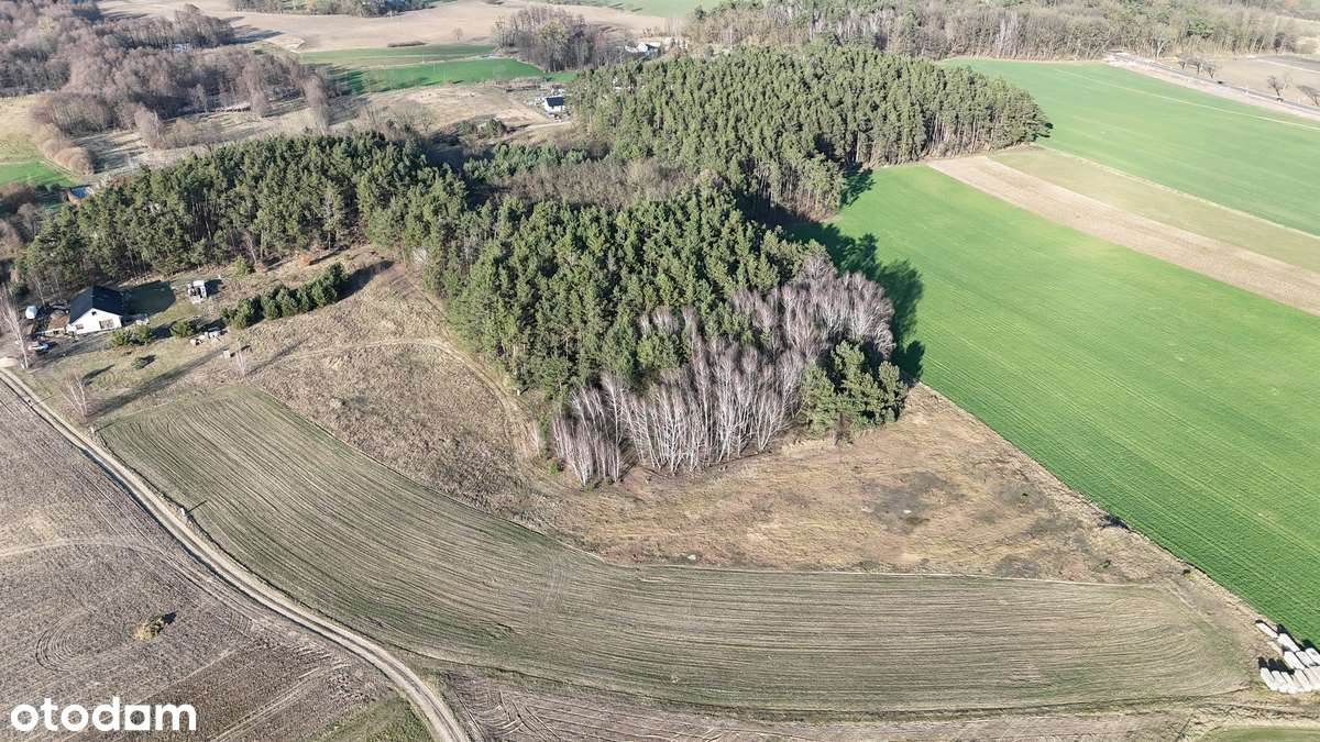 Działki budowlane / las / bez pośredników / różne obszary do wyboru - Pełny obrazek: 2/5