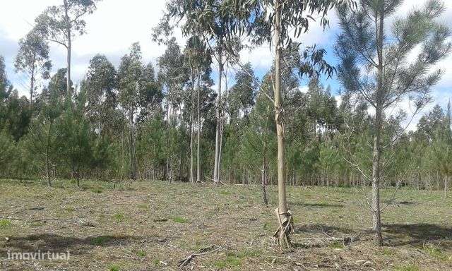 Terreno com 5000m2 em Ribeira do Fárrio, Camarões, Concelho de Ouré - Grande imagem: 3/9