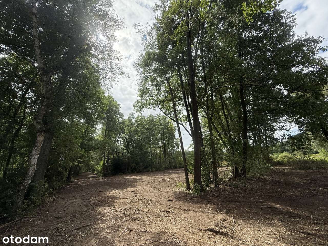 Adamów-wieś, 6000m2, bezpośrednio - Pełny obrazek: 4/11