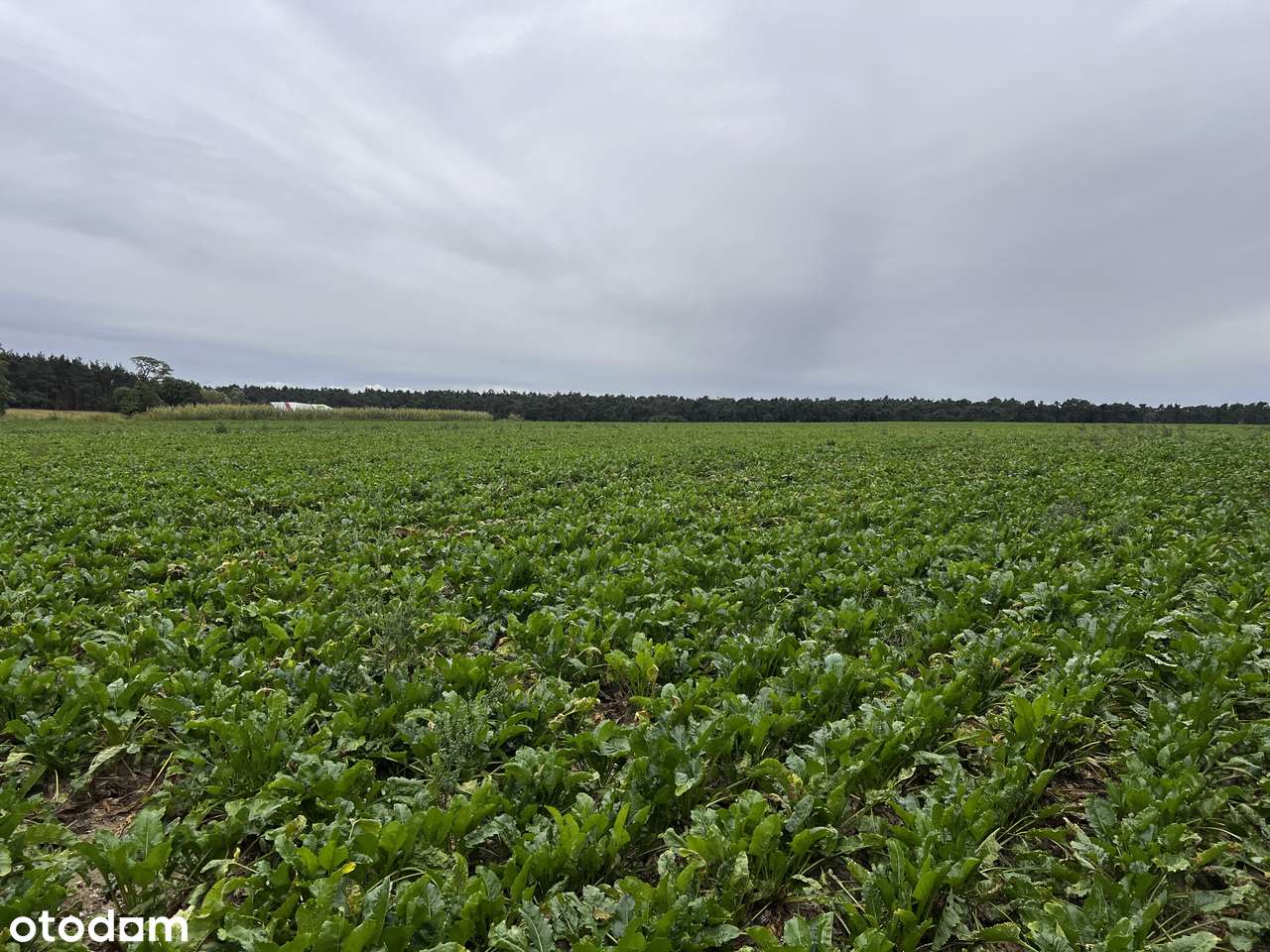 1h grunt pod zabudowę rezydencjonalną Wielkopolski Park Narodowy-5