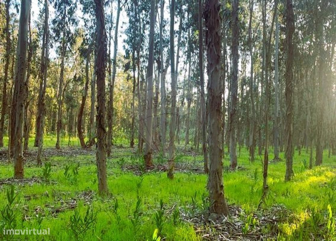 Terreno  para venda - Grande imagem: 1/4