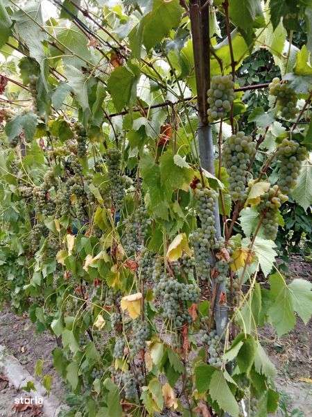 Teren Bragadiru Buda - Imagine principală: 5/8