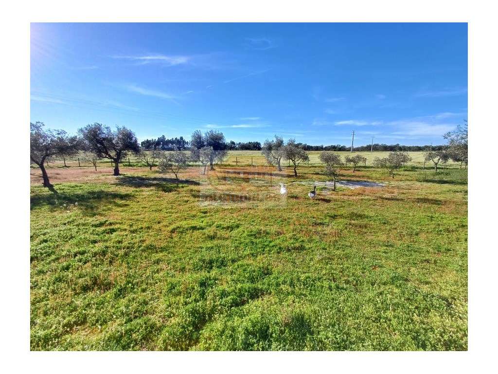 Magnífica quinta a 15 minutos do centro de Grândola! - Grande imagem: 5/15