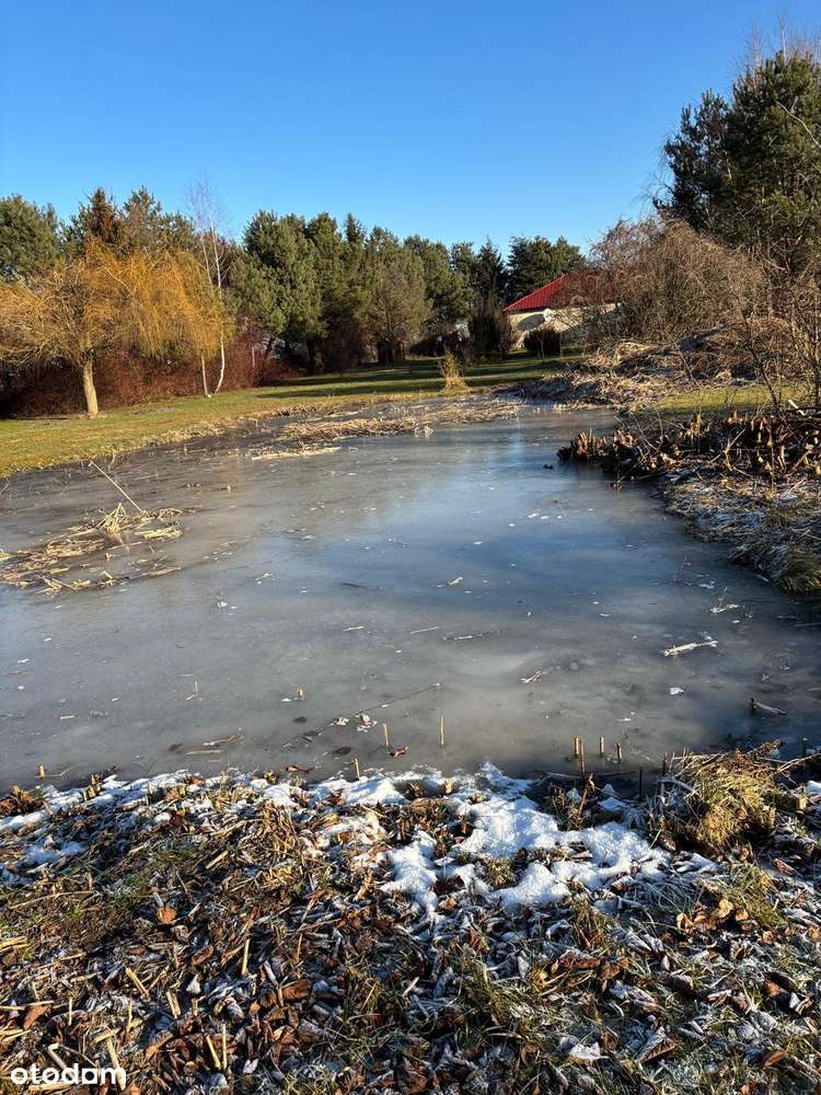 Piękne siedlisko z potencjałem w Dąbrowie 10 km od Poznania-2