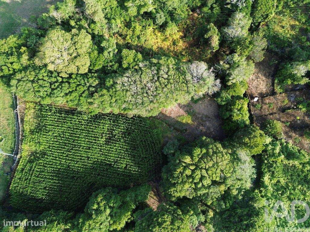 Terreno em Ribeiras - Grande imagem: 2/8