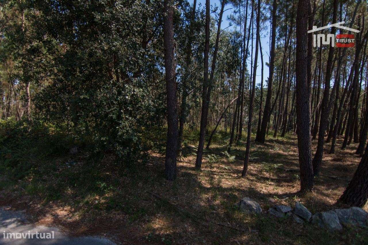 TERRENO RÚSTICO COM PINHAL, OLIVAL E TERRA DE CULTIVO - Grande imagem: 3/8