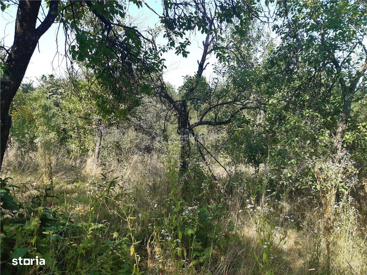 Resita Teren 5 500 Mp. Dr. Lupacului Peco Dusan - Imagine principală: 4/7