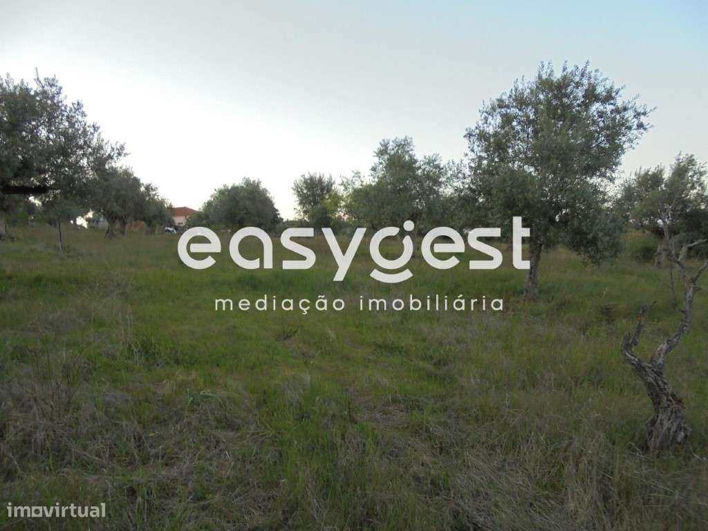 Terreno com oliveiras nas Curvaceiras - Grande imagem: 5/7