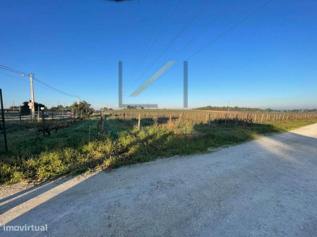 Terreno Rústico com vinhas e furo, Quinta do Anjo, Palmela - Grande imagem: 4/15