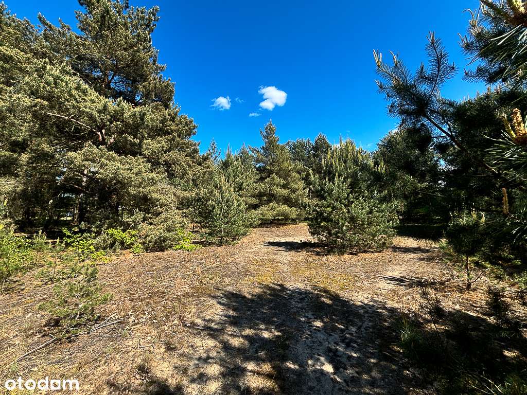 Na sprzedaż Działka  Jezioro Rościńskie  Skoki-9