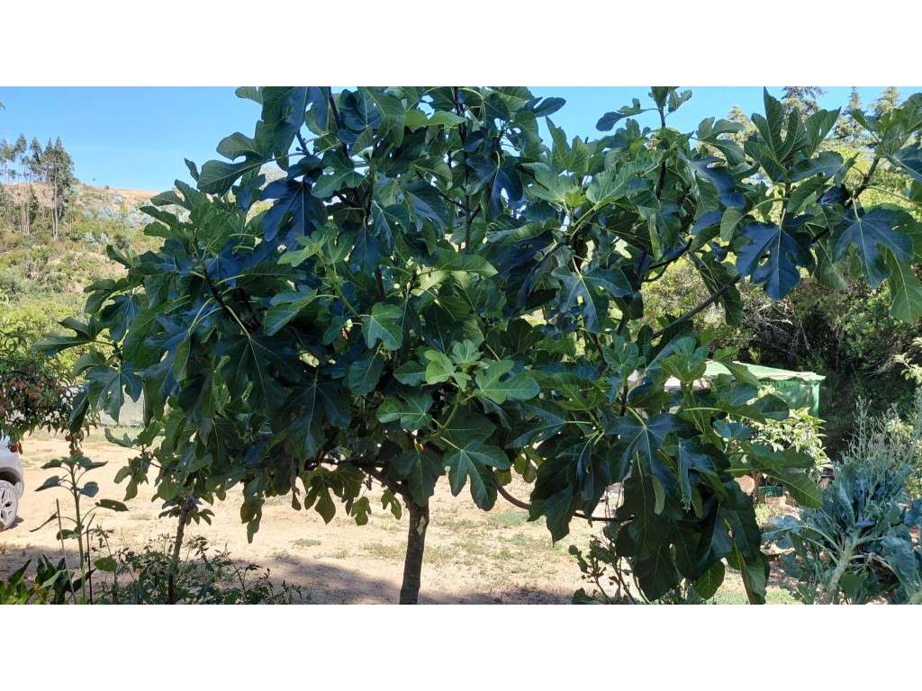 Lote em São Teotónio-13