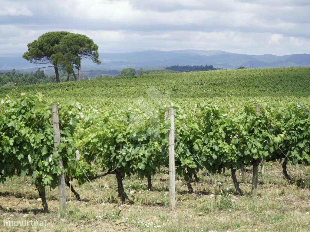 Terreno urbano à venda em São Lourenço do Barro, concelho de Anadia...-9