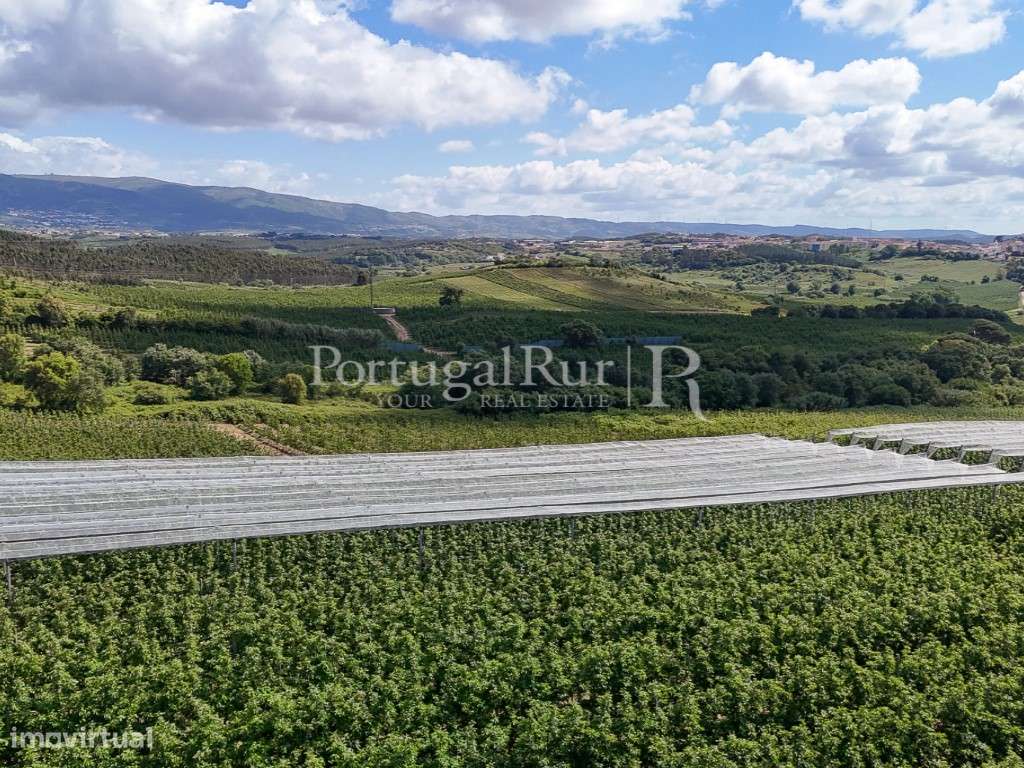 Exploração Agrícola com 37 ha e produção de Pera Rocha no Cadaval-20
