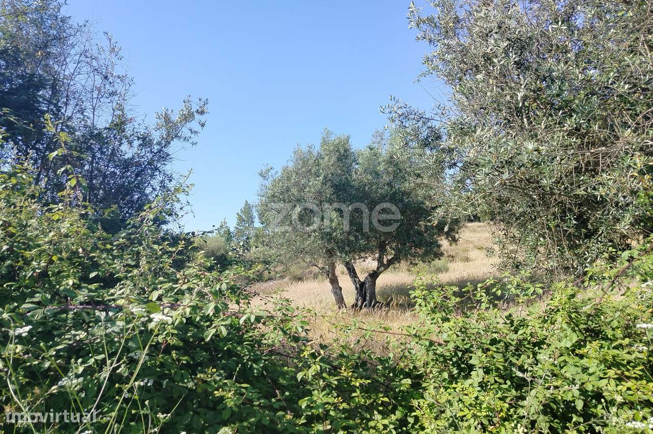 Vende-se terreno rústico em Cunheira, Alter do Chão - Grande imagem: 2/23