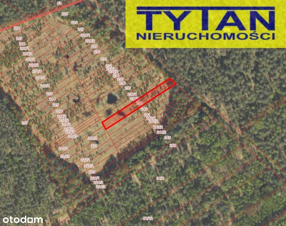 Las do sprzedania.-1