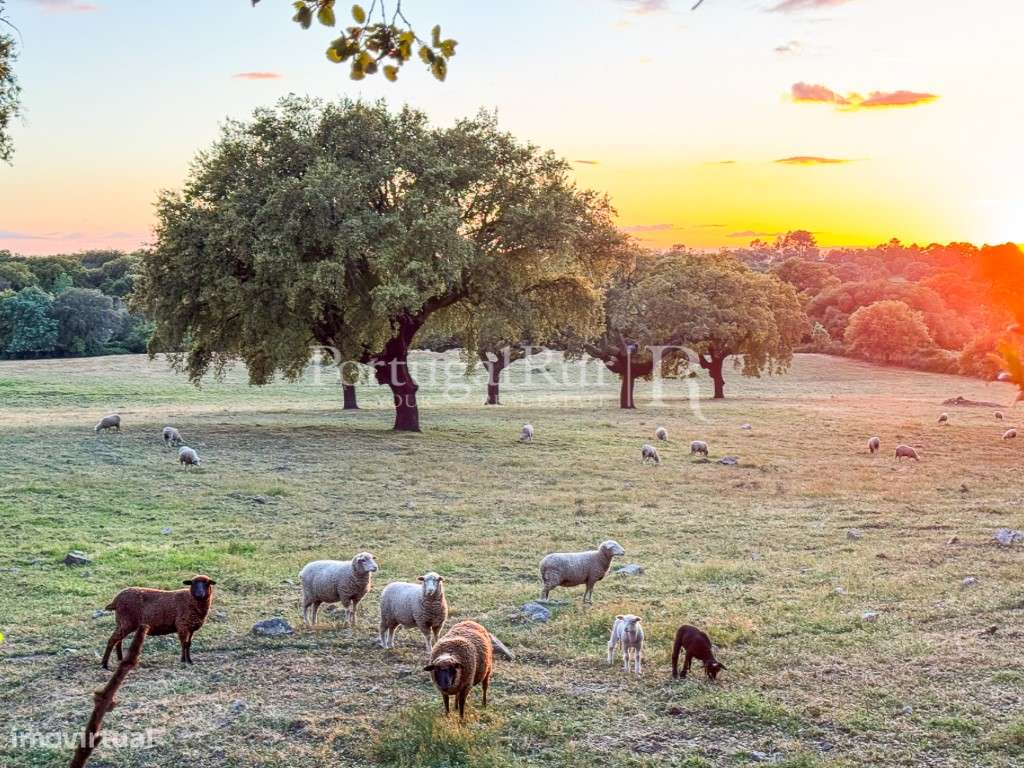 Quinta de 10 ha com projeto aprovado para 2 moradias em Marvão-45