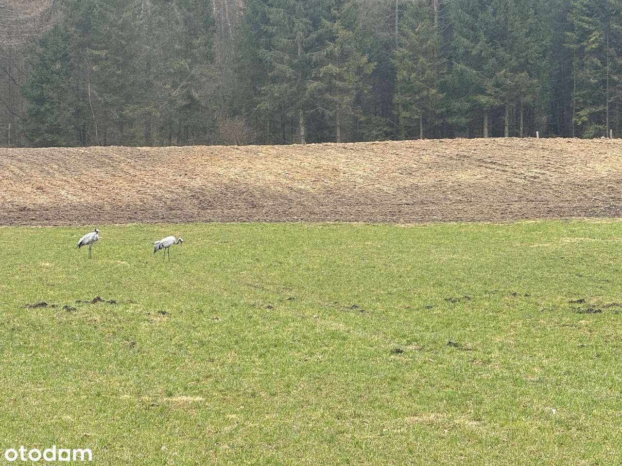 WYJĄTKOWA DZIAŁKA POMIECZYNO PRZODKOWO PONAD 3000m2-0