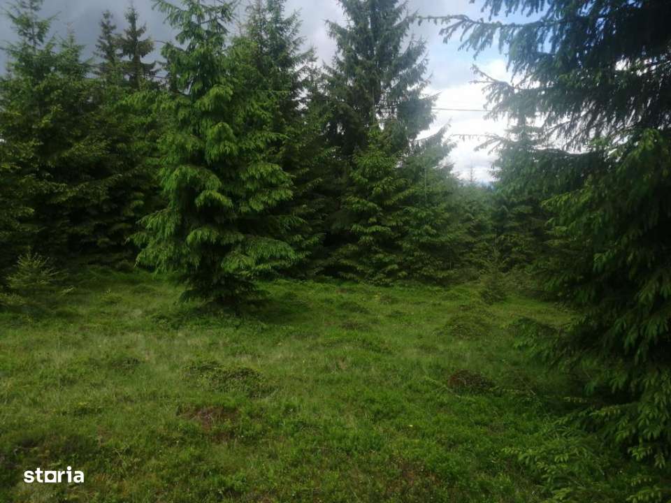 Teren de vanzare Belis1300mp Strada principala Intravilan-5