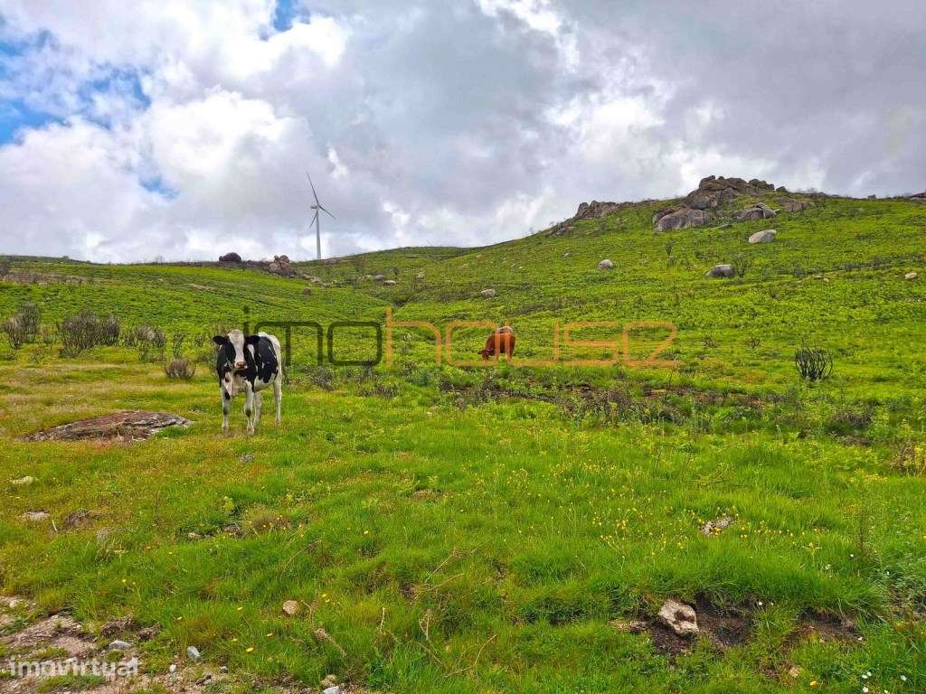 Terreno de 84 hectares-46