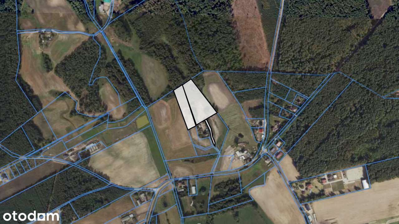 Wyjątkowy grunt przy lesie | starodrzew, staw | Dębówiec, gm. Gniezno-5