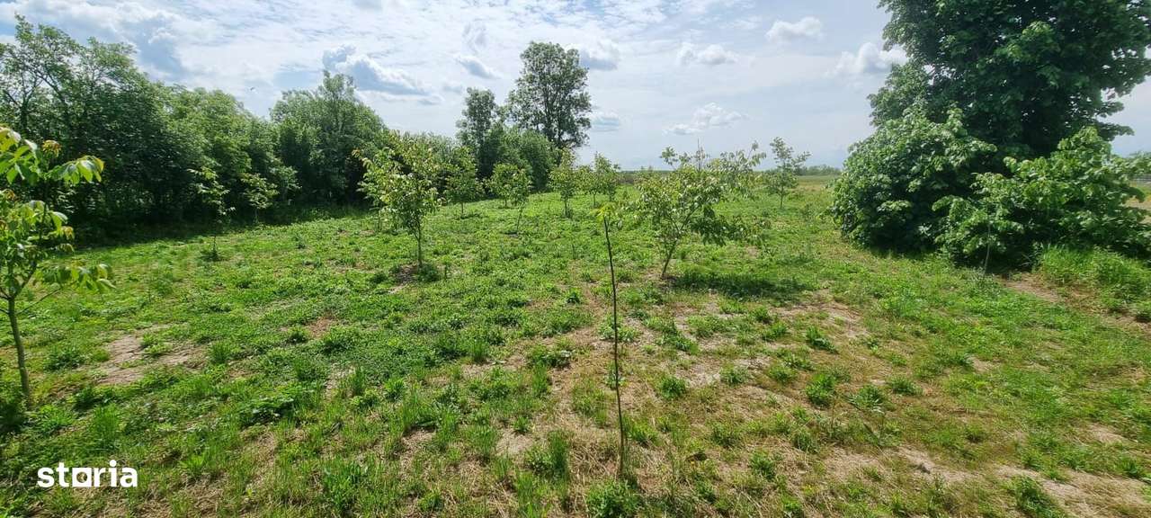 Casă 6 camere, livadă, 3 199 mp, Girisul Negru, Bihor. 35 000 E - Imagine principală: 4/20