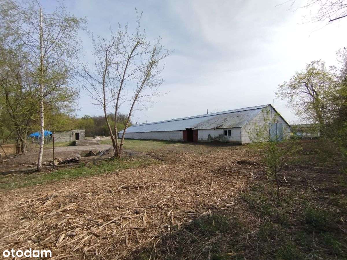 Skrzeszew, Usługi/Handel, tuż przy DW 631 - Pełny obrazek: 5/10