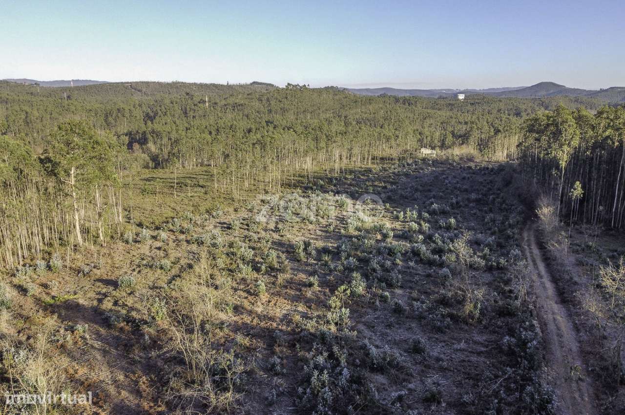 Terreno Rústico com Cultura de Mata Mista, Folgosa, Maia - Grande imagem: 4/22