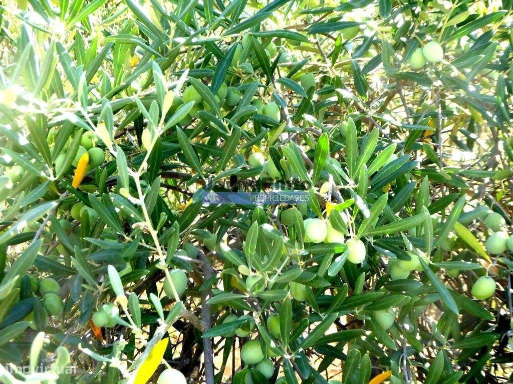 Olival em 400.000m2, perto rio Douro, região de Ligares, Barca DAlv... - Grande imagem: 4/9