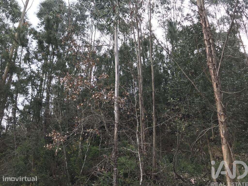 Terreno em Santiago e São Simão de Litém e Albergaria dos Doze de 1480 - Grande imagem: 5/18