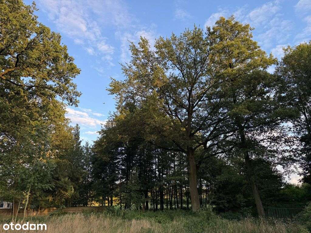 Malownicza działka z domkiem i starymi drzewami. - Pełny obrazek: 5/7