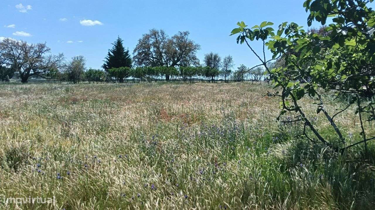 Quinta Pegões Velhos, junto á adega, com moradia e armazém lote 3,8 ha-51