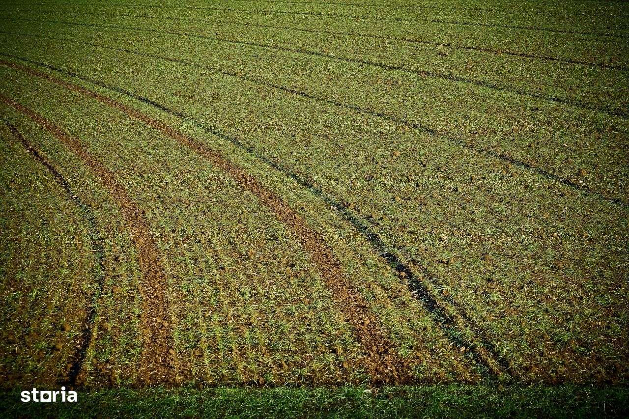 Vand teren agricol 5,3 ha Movila Miresii - Imagine principală: 1/1