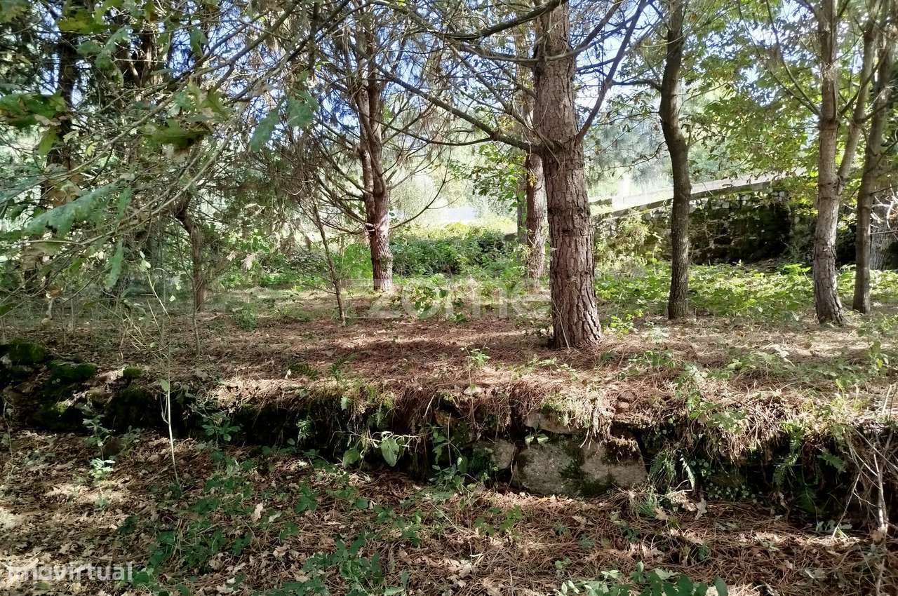 Lote para construção com vários arvores de fruto - Grande imagem: 3/28