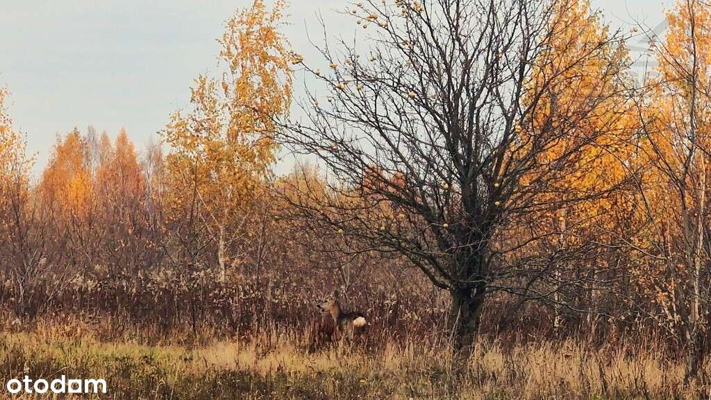Na sprzedaż piękna działka w gm. Nadarzyn - Pełny obrazek: 4/6