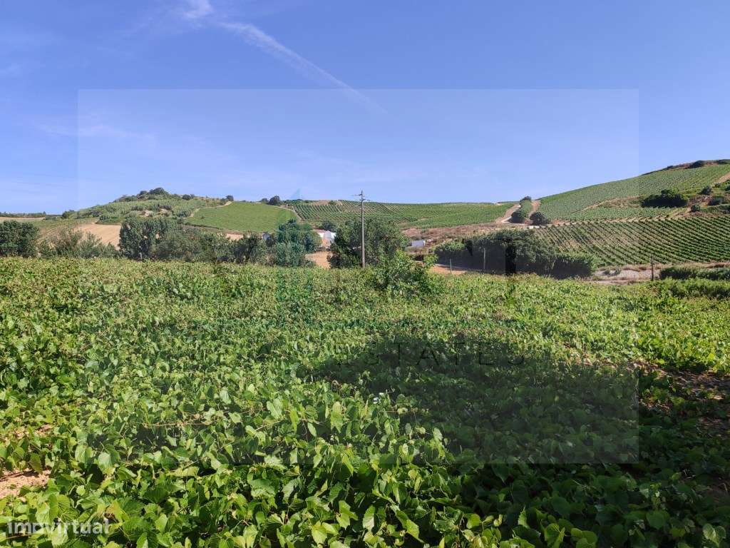TERRENO PLANO A 40 MINUTOS DE LISBOA - Grande imagem: 5/9