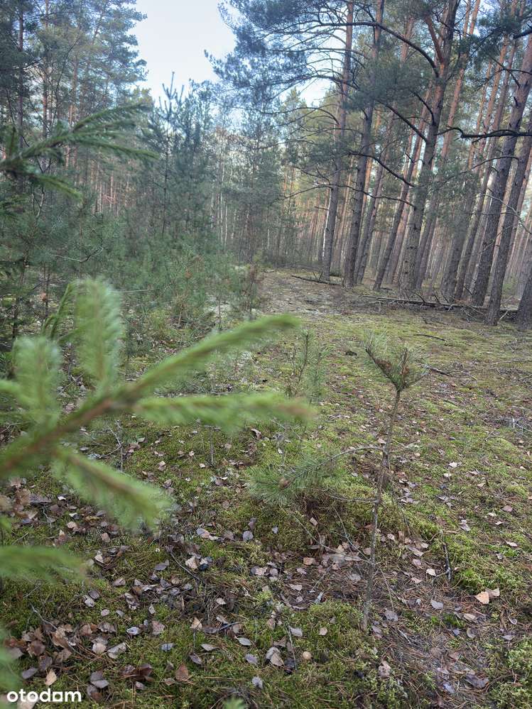 Leśniczówka Unikalne niespotykane miejsce w Europie  w Puszczy Białow. - Pełny obrazek: 5/20