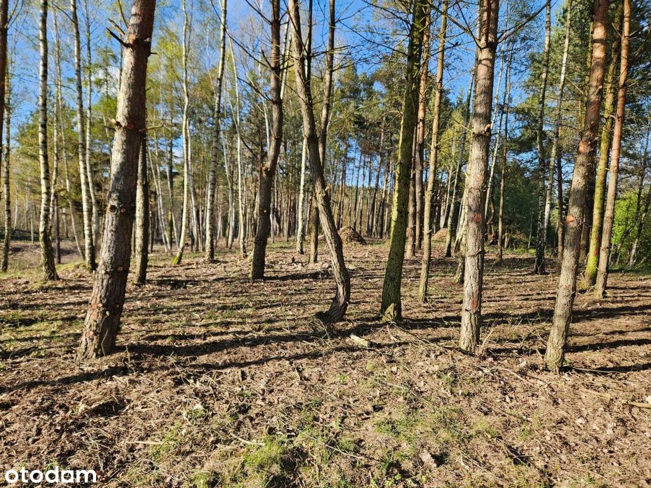 PIĘKNA DZIAŁKA nad jeziorem (las, staw, media, mpzp)-5