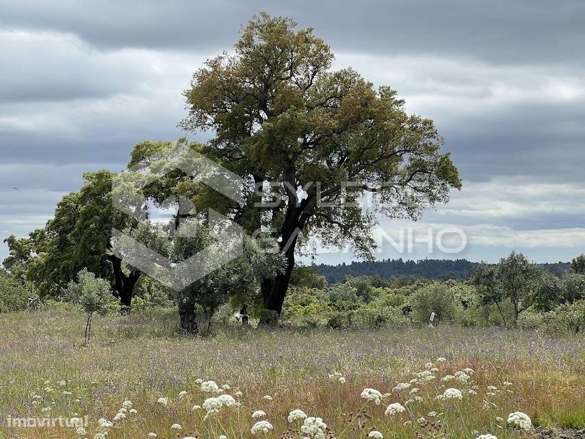 Terreno com casa agrícola para VENDA em São Miguel de Acha-20